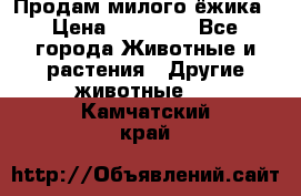 Продам милого ёжика › Цена ­ 10 000 - Все города Животные и растения » Другие животные   . Камчатский край